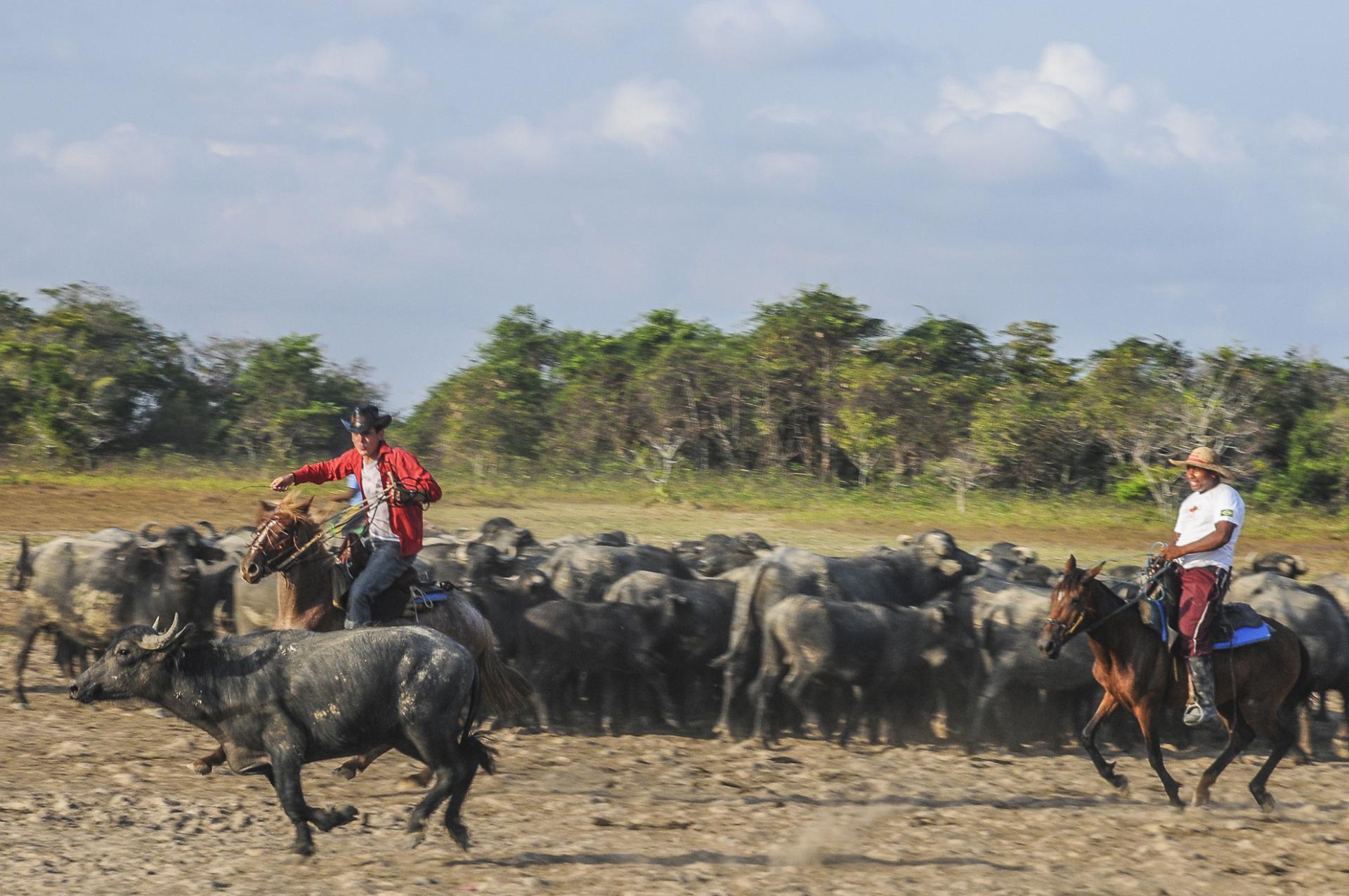 Reiter und Kühe in der einzigartigen Landschaft der Ilha do Marajo