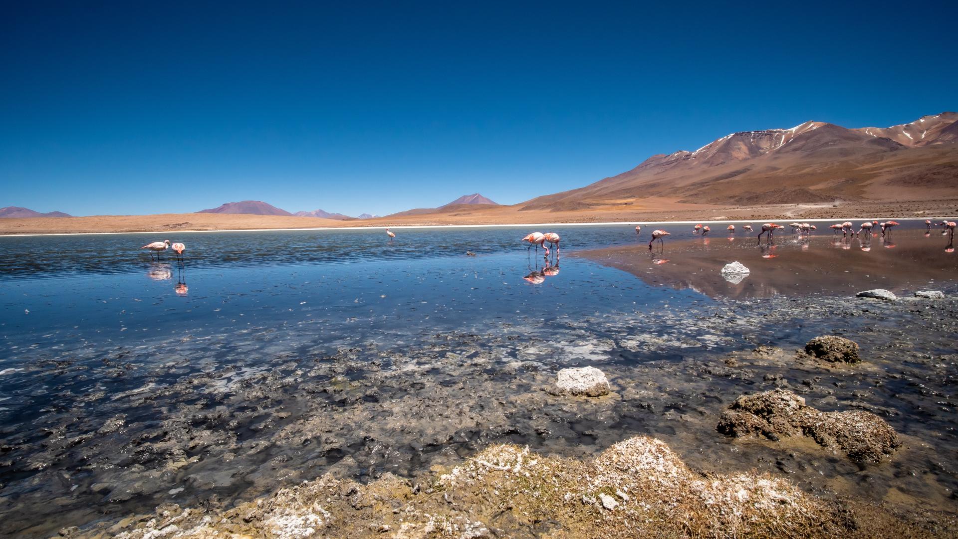 Entdecken Sie die unbeschreiblichen Lagunen im Hochland Boliviens auf einer Rundreise