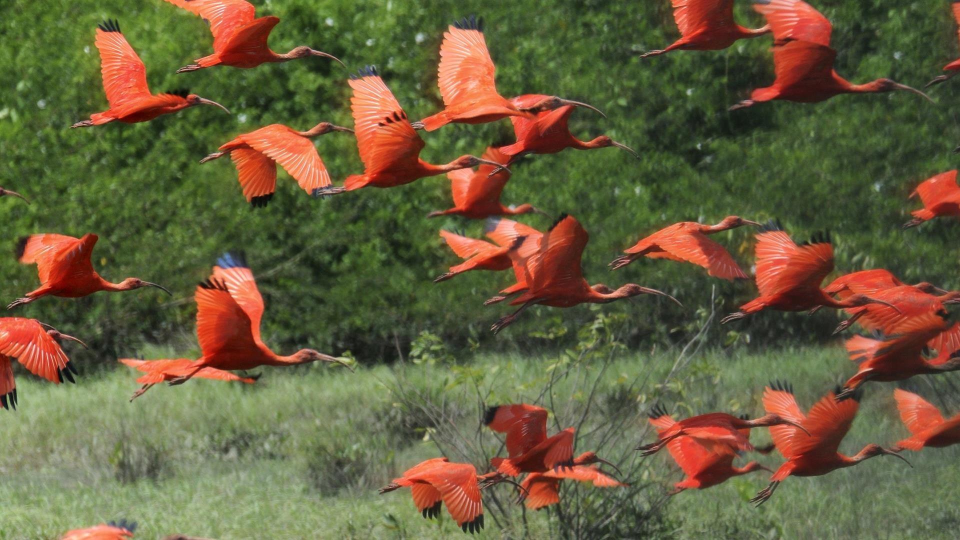 5 Tage Belem & Ilha de Marajo: Ein Vogelschwarm