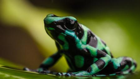 Erleben Sie die atemberaubende Tierwelt Costa Ricas auf einer Rundreise