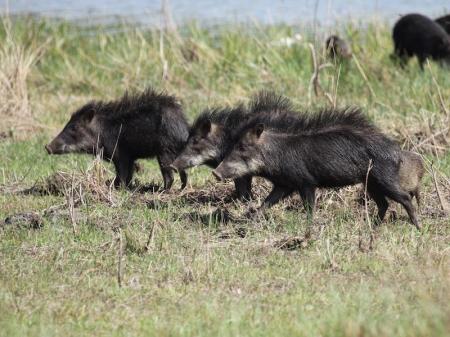 Wilde Schweine in der Umgebung des Pantanal Hotels Barra Mansa